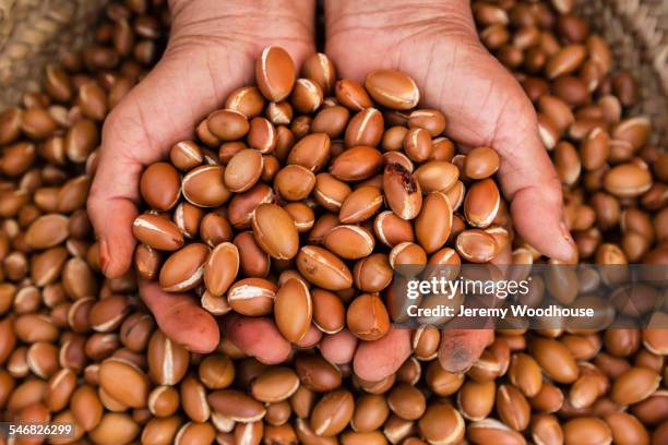 close up of hands holding argan oil nuts - argan oil fotografías e imágenes de stock