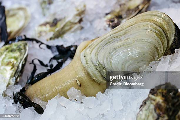 Geoduck is displayed on a bed of ice at the Taylor Shellfish Farms restaurant in the Sai Ying Pun area of Hong Kong, China, on Friday, June 17, 2016....