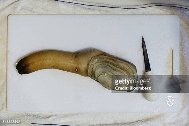 Geoduck sits on a chopping board at the Taylor Shellfish Farms restaurant in the Sai Ying Pun area of Hong Kong, China, on Friday, June 17, 2016....