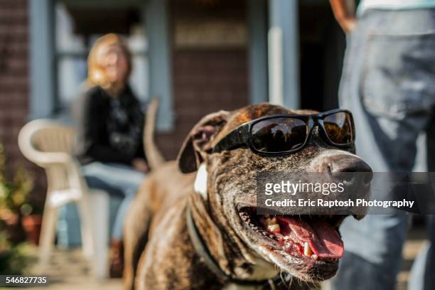 close up of panting dog wearing sunglasses - ピットブル ストックフォトと画像