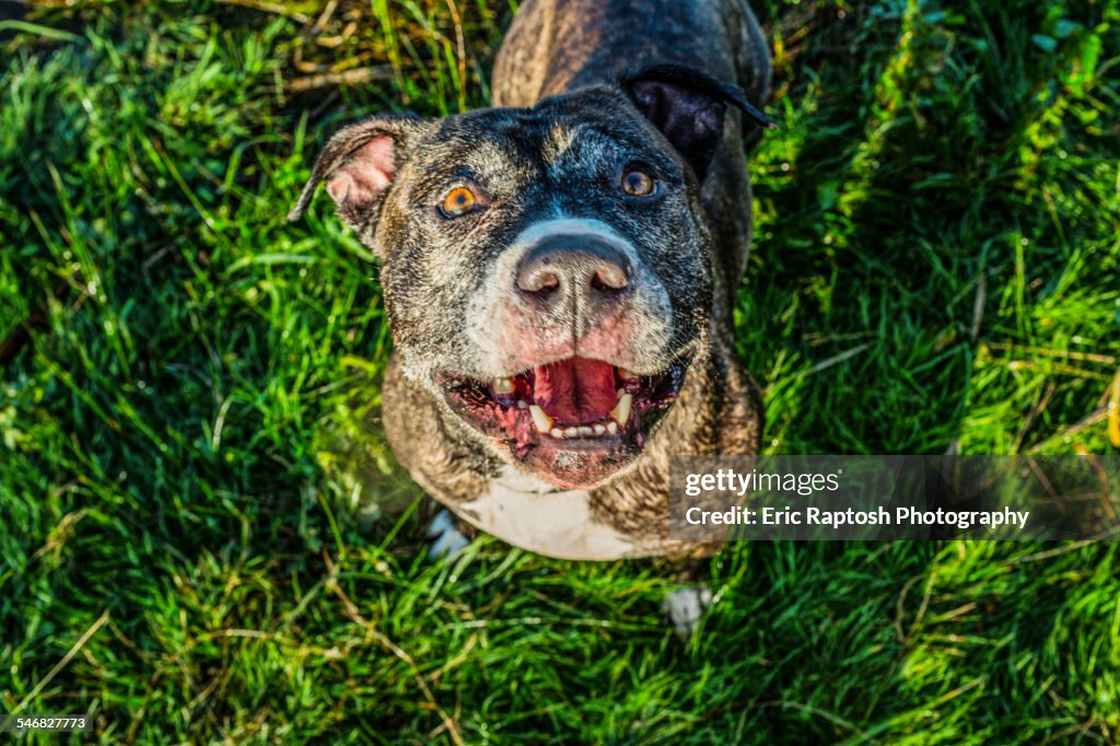 High angle view of dog standing in grass