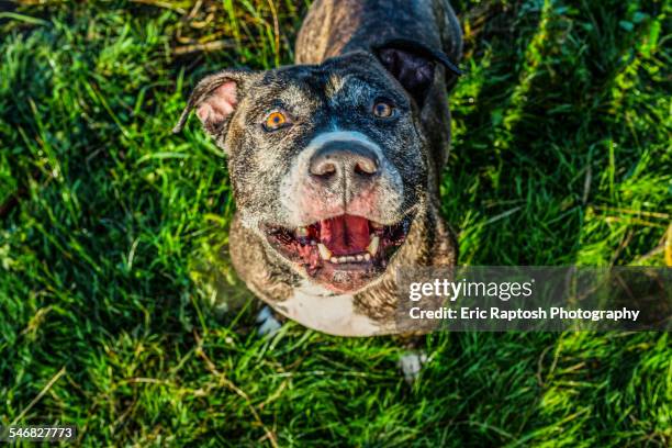 high angle view of dog standing in grass - american pit bull terrier stock-fotos und bilder