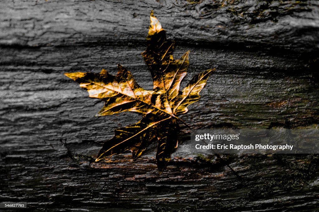 Close up of gold leaf on wet wooden log