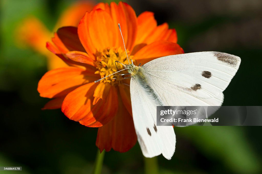 A small white butterfly (Pieris rapae) is collecting nectar...