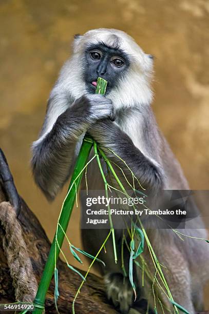 young langur with bamboo - leaf monkey stockfoto's en -beelden