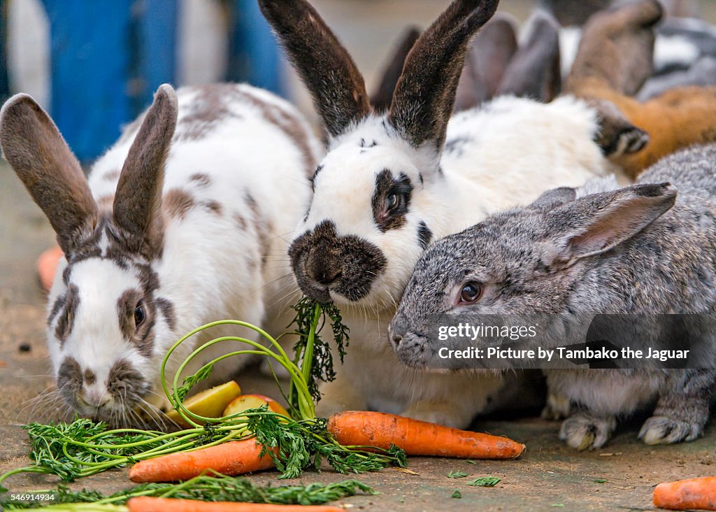 Rabbits and carrots!