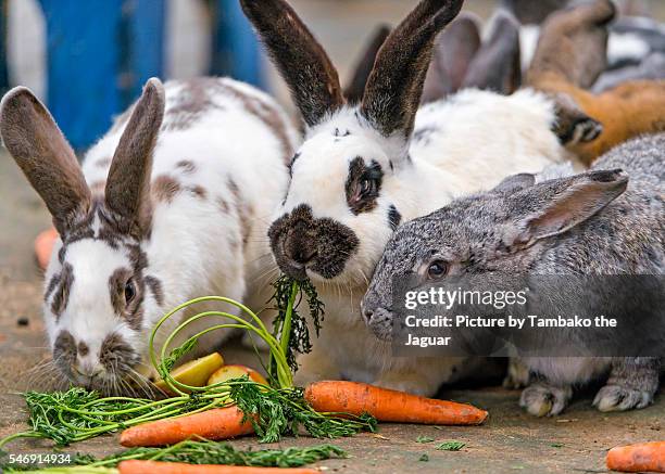 rabbits and carrots! - drei tiere stock-fotos und bilder