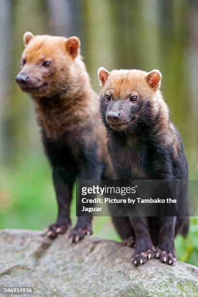 two bush dogs on a stone - bush dog stock pictures, royalty-free photos & images
