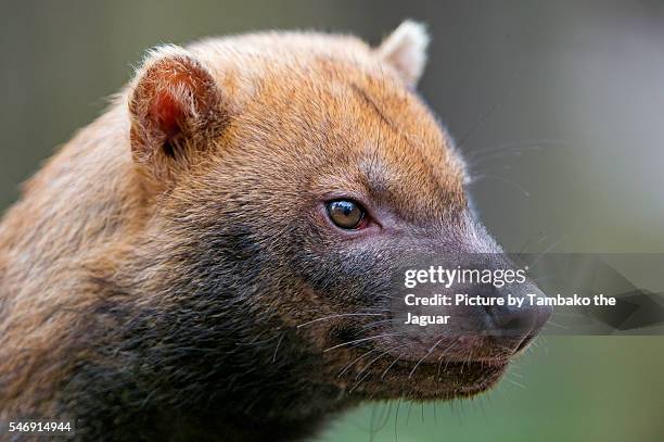 closeup of a bush dog - bush dog stock pictures, royalty-free photos & images