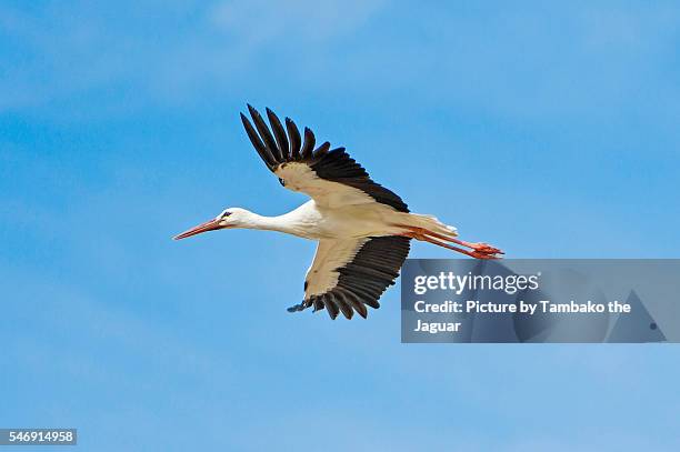 flyimg stort - cegonha imagens e fotografias de stock