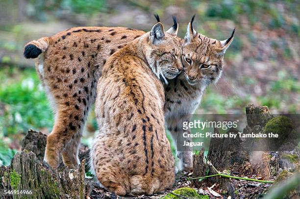 the two lynxes showing love - lynx stock-fotos und bilder