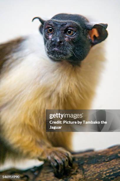 pied tamarin on the branch - tamarin-monkey stock pictures, royalty-free photos & images