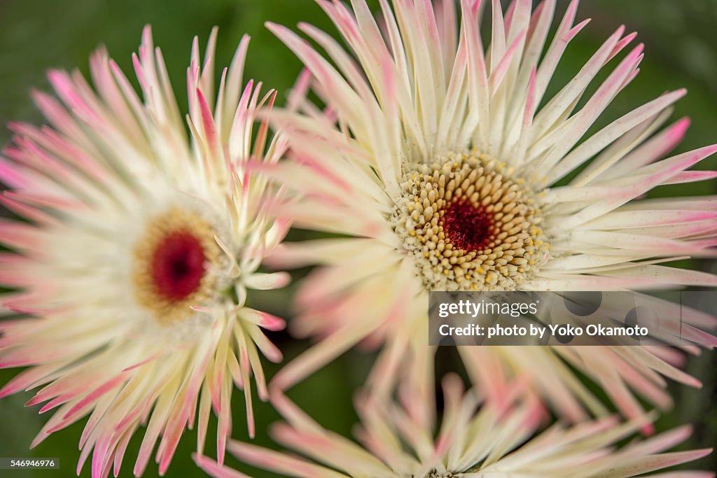 Pink white bordered mesembryanthemum