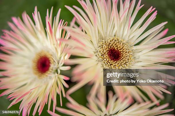pink white bordered mesembryanthemum - barrilha imagens e fotografias de stock