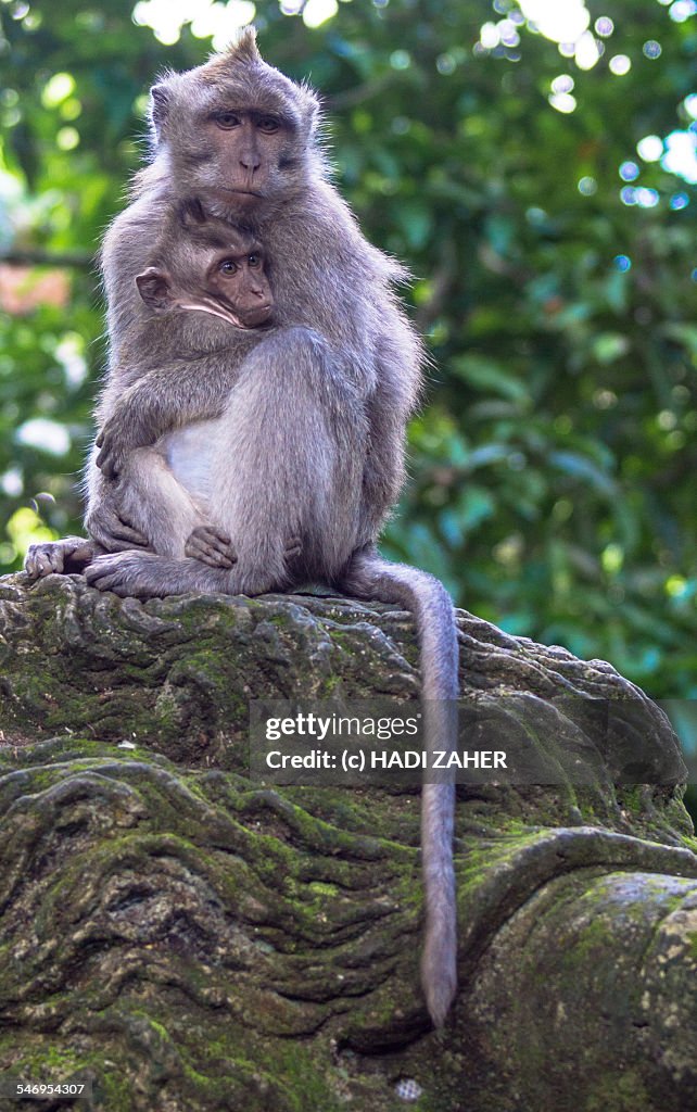 Monkey Mother and Baby | Ubud | Bali