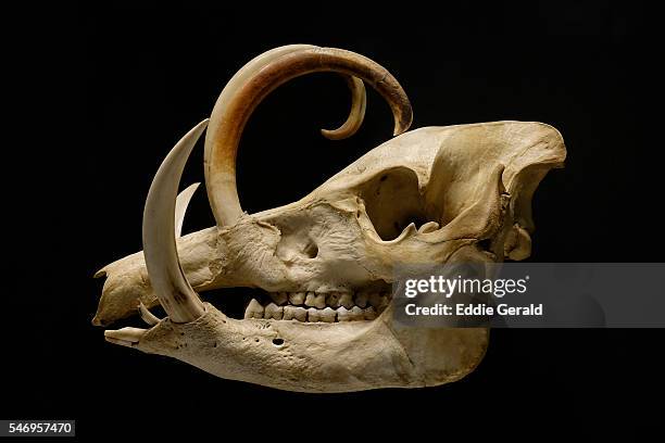 skull of a pig-deer celebes babirusa - pig skull stock pictures, royalty-free photos & images
