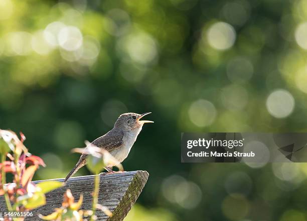 wren singing in the morning - bird singing fotografías e imágenes de stock