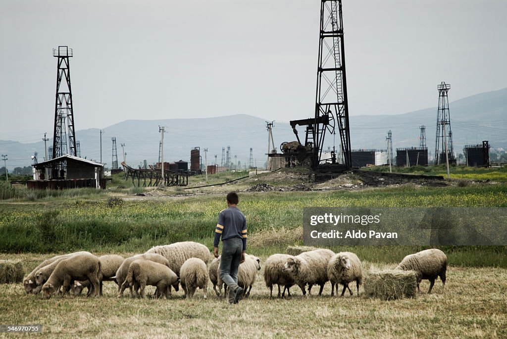 Albania, Fier, petroleum plants, flock