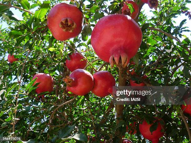 1,717 Pomegranate Tree Photos and Premium High Res Pictures - Getty Images 1,717 Pomegranate Tree Photos and Premium High Res Pictures - Getty Images