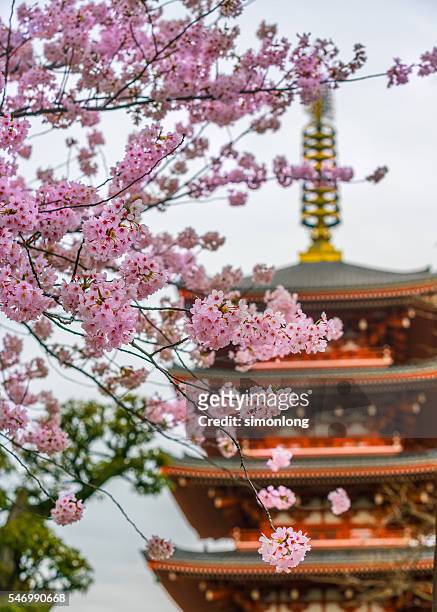 chreey blossom and senso-ji temple pagoda, asakusa , tokyo,japan - asakusa senso temple stock pictures, royalty-free photos & images