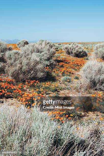 a naturalised crop of the vivid orange flowers, the california poppy, eschscholzia californica, flowering, in the antelope valley california poppy reserve. papaveraceae. - antelope valley poppy reserve stock pictures, royalty-free photos & images