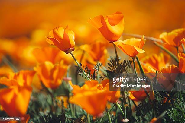a naturalised crop of the vivid orange flowers, the california poppy, eschscholzia californica, flowering, in the antelope valley california poppy reserve. papaveraceae. - california poppies stock pictures, royalty-free photos & images