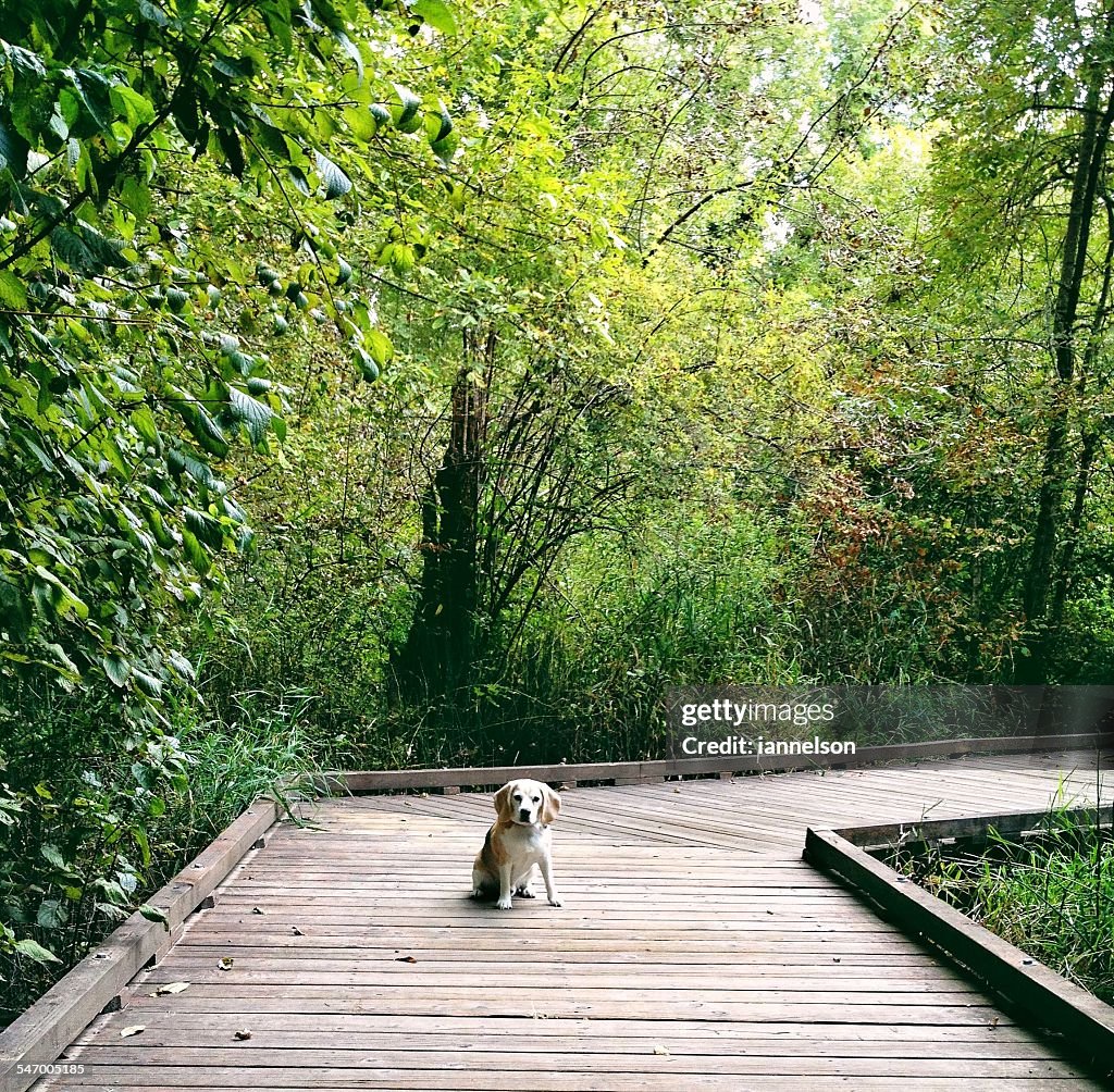 Dog sitting on boardwalk