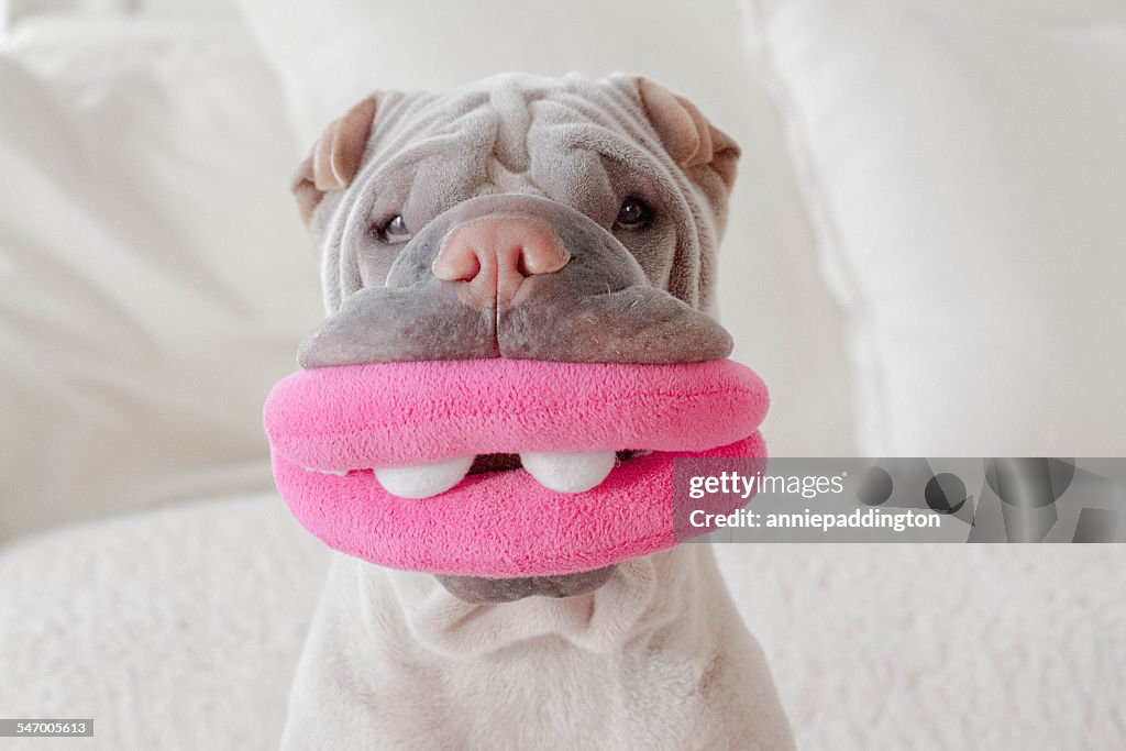Portrait of shar-pei dog with toy mouth
