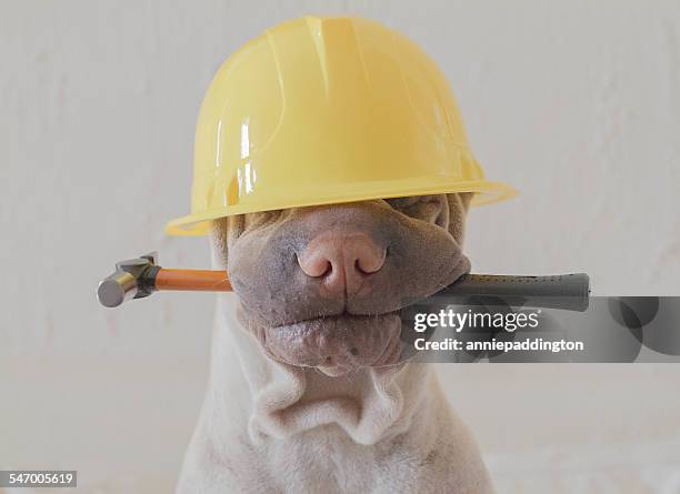 shar-pei with safety helmet - sports helmet stock pictures, royalty-free photos & images