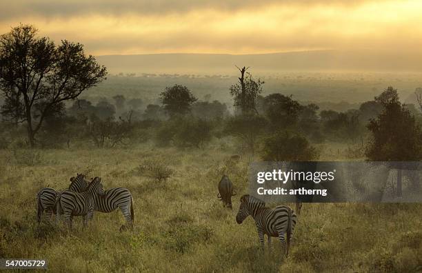 south africa, kruger national park, misty morning with zebras and wildebeest - kruger national park stockfoto's en -beelden