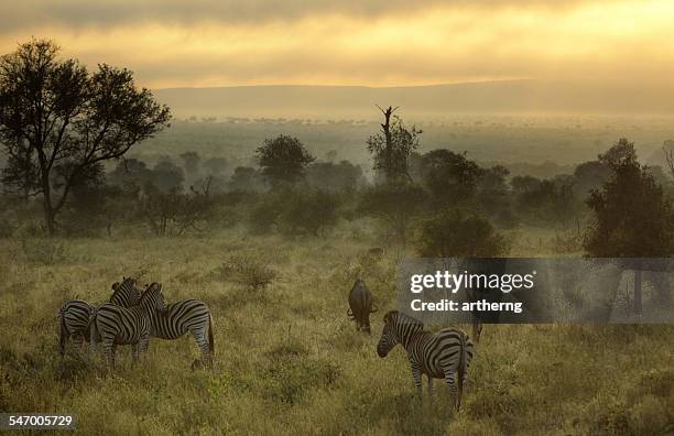 south africa, kruger national park, misty morning with zebras and wildebeest - kruger national park stock pictures, royalty-free photos & images