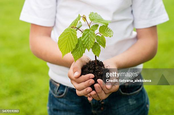 boy holding a tree sapling in the palm of his hands - aufforstung stock-fotos und bilder