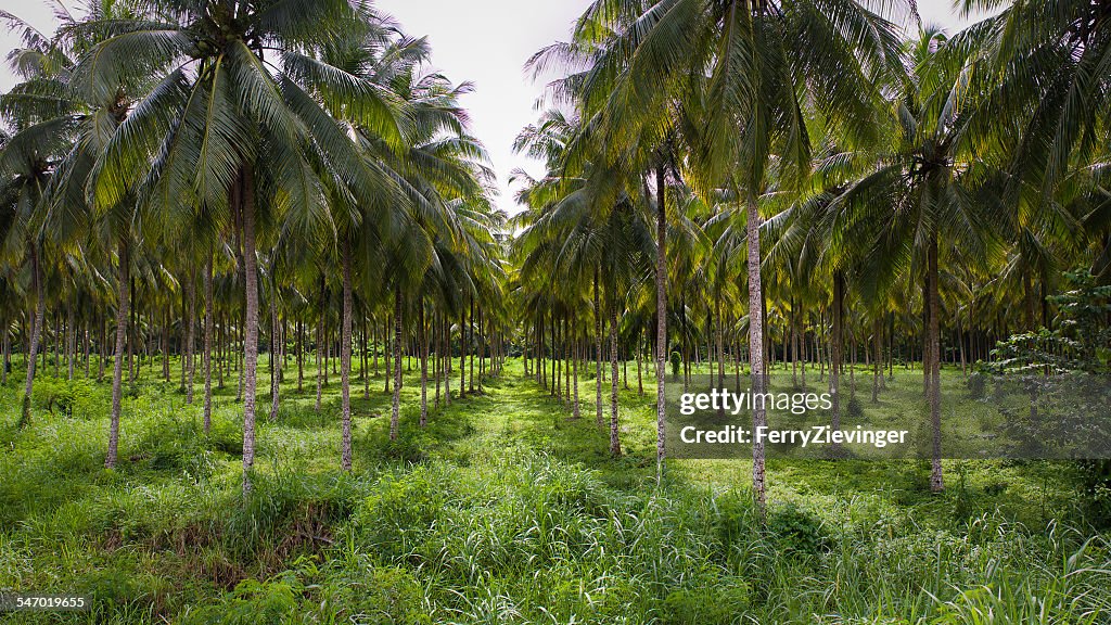 Rows of coconut trees in a coconut plantation, Portland, Jamaica, Caribbean
