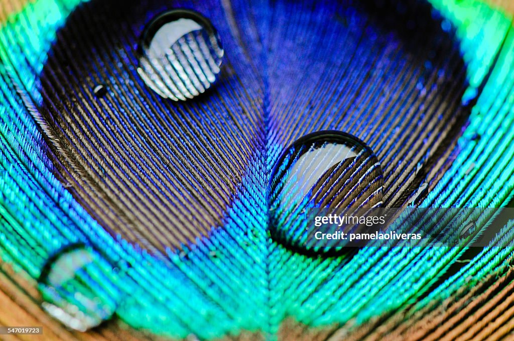 Macro shot of water drops on a peacock feather