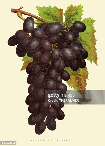 stockillustraties, clipart, cartoons en iconen met grapes illustration 1874 - cabernet sauvignon druif