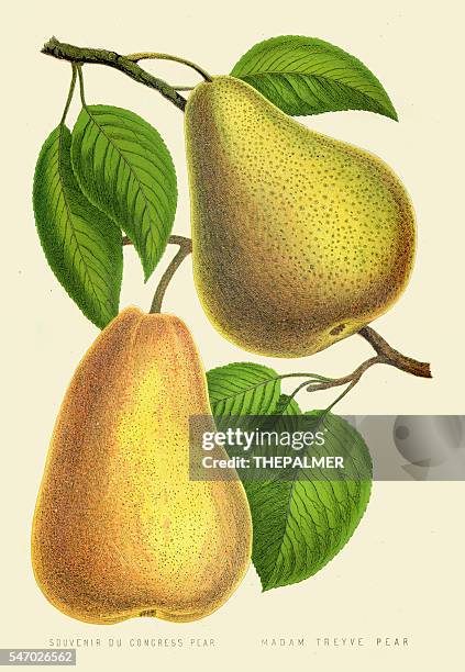 pears illustration 1874 - green pear stock illustrations