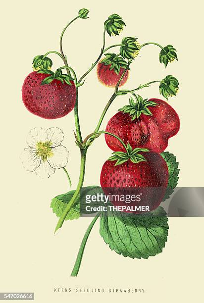strawberries illustration 1874 - strawberry stock illustrations