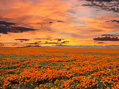 California Poppy Field With Sunrise Sky