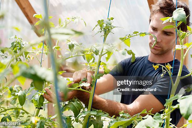 les jeunes hommes adultes pincent et enlèvent les drageons sur le plant de tomate - pressure photos et images de collection