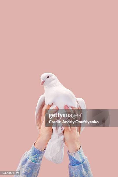 pigeon - homing pigeon fotografías e imágenes de stock