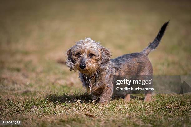 miniature dachshund - wire haired dachshund stock pictures, royalty-free photos & images