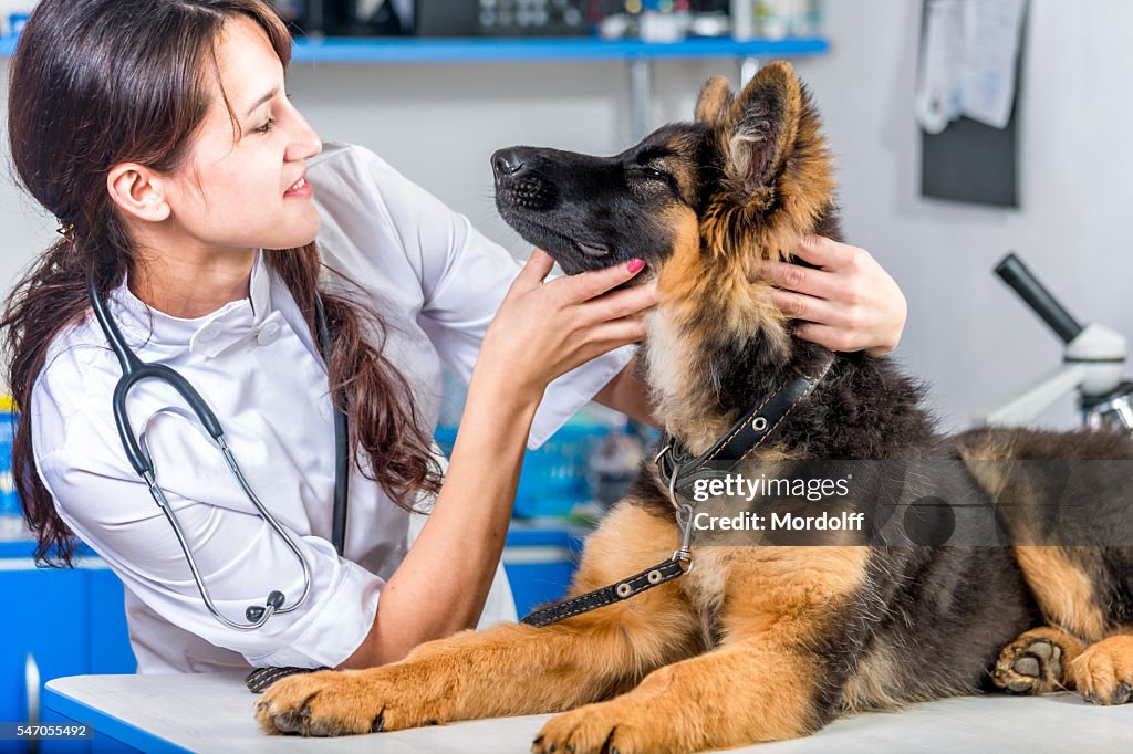 Cane alla clinica degli animali