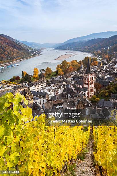 autumn vineyards and river rhine, bacharach, germany - river rhine stock pictures, royalty-free photos & images