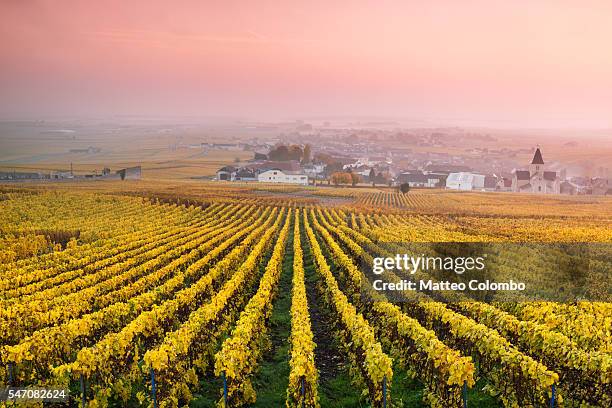 vineyards in the mist at sunrise, oger, champagne, france - champagne fotografías e imágenes de stock