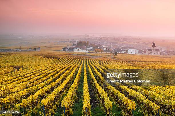 vineyards in the mist at sunrise, oger, champagne, france - champagne stock pictures, royalty-free photos & images