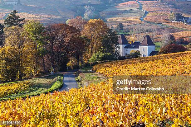 autumn vineyards, beaujolais region, rhone alpes, france - rhone stock-fotos und bilder