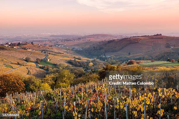 autumn vineyards, beaujolais region, rhone alpes, france - auvergne rhône alpes stockfoto's en -beelden