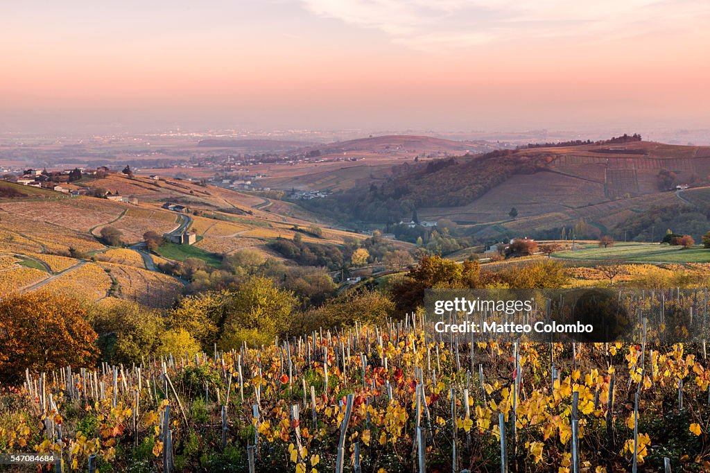 Autumn vineyards, Beaujolais region, Rhone Alpes, France