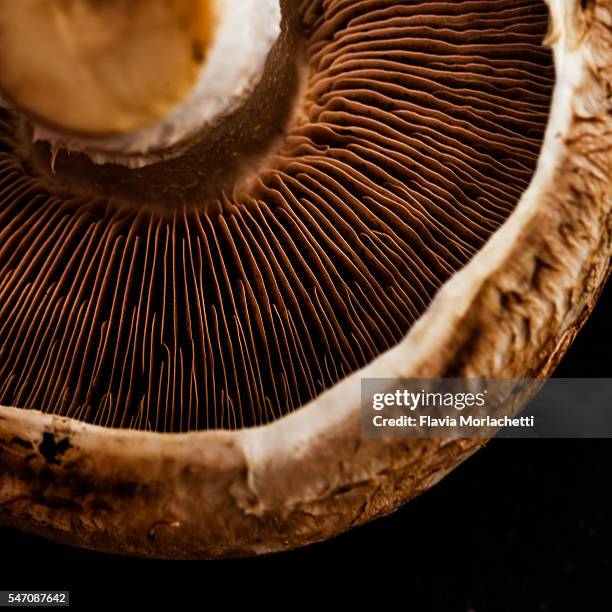 mushroom detail - edible mushroom stock-fotos und bilder