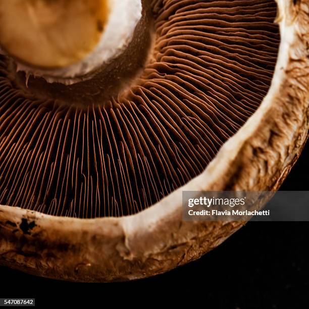 mushroom detail - macrofotografia fotografías e imágenes de stock